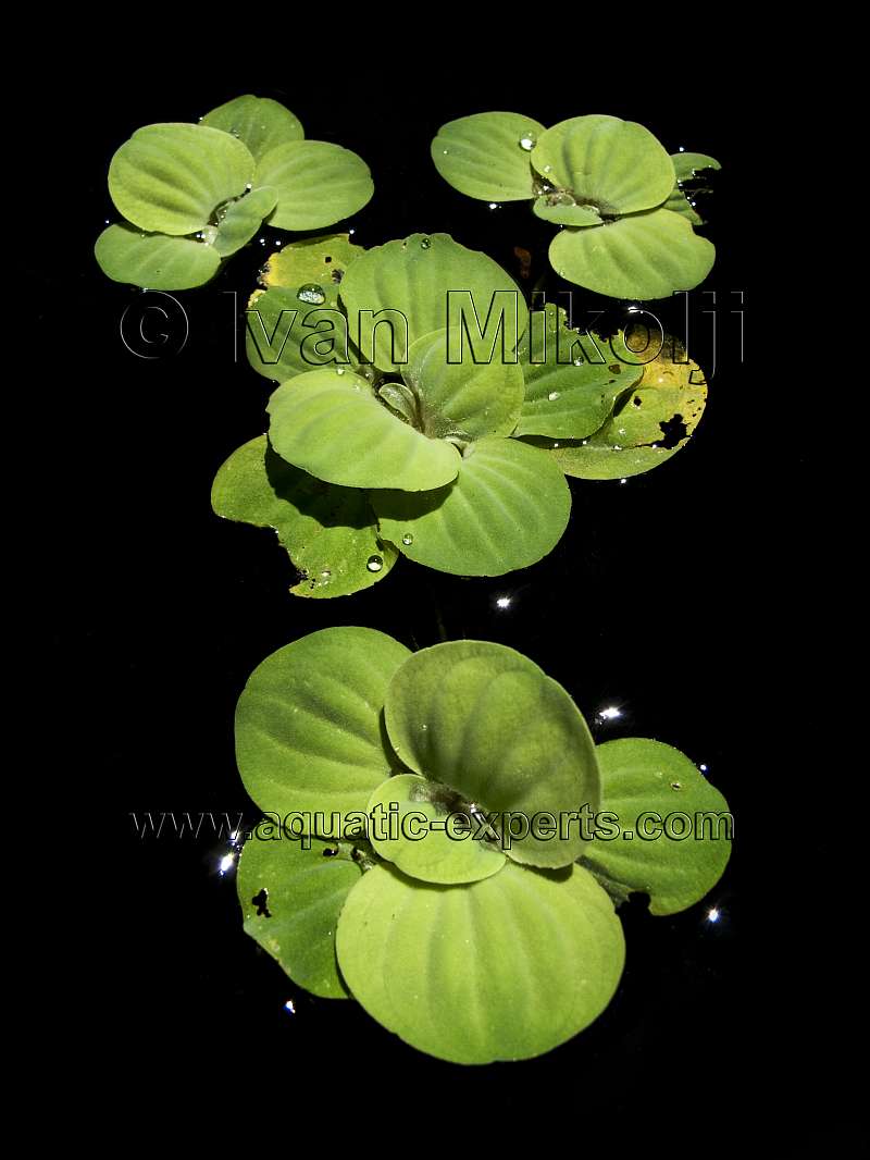  FLOATING AQUATIC PLANT